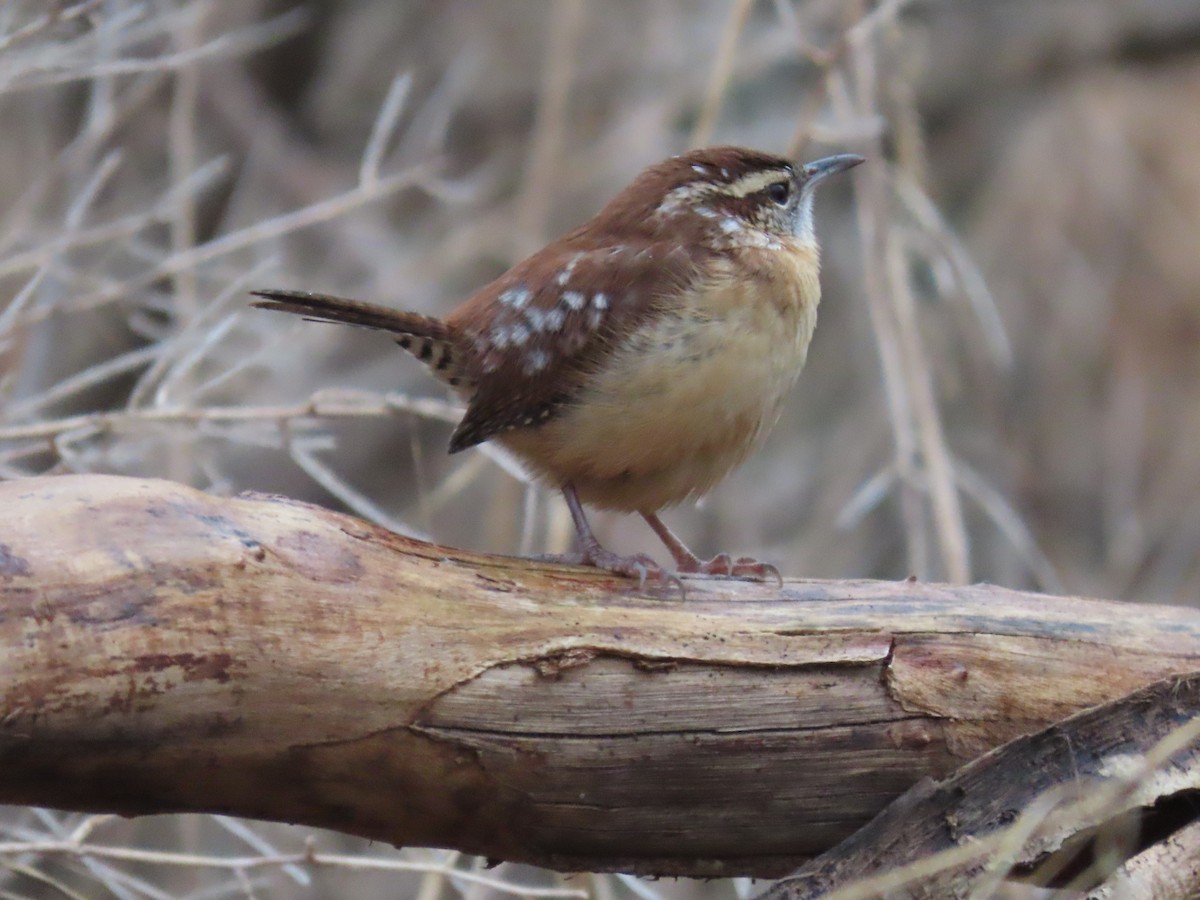 Carolina Wren - ML396827801