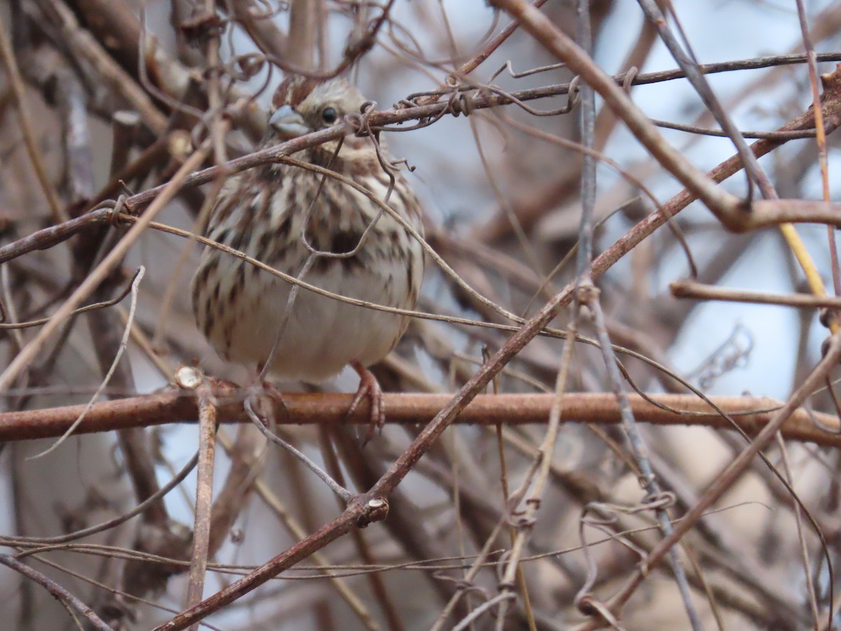 Song Sparrow - ML396827851