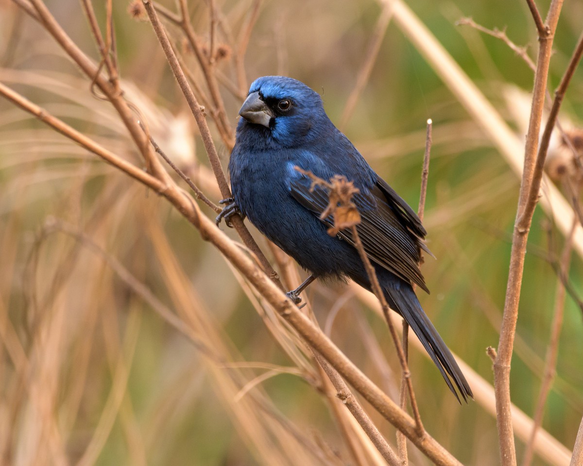 Ultramarine Grosbeak - ML396828591