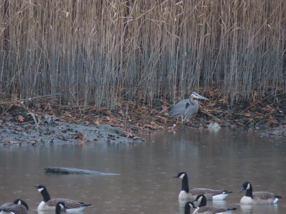 Great Blue Heron - ML396828731