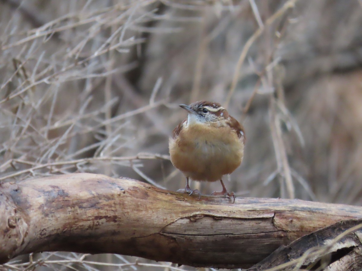 Carolina Wren - ML396828811