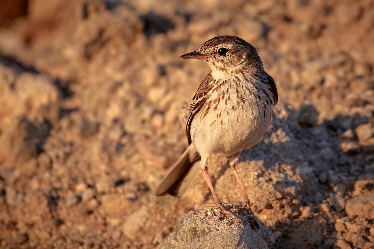 Berthelot's Pipit - ML396830031