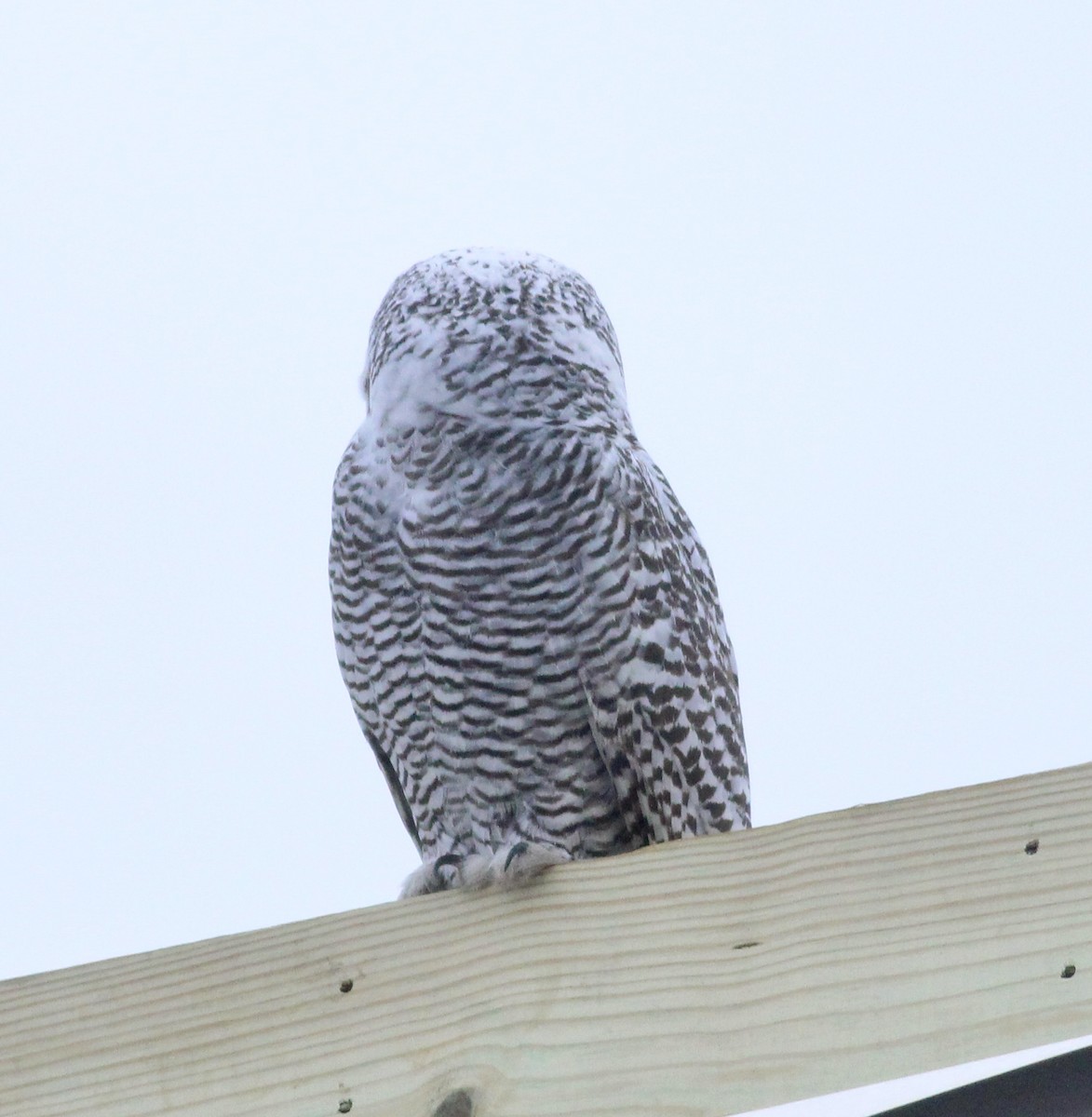Snowy Owl - ML396830061