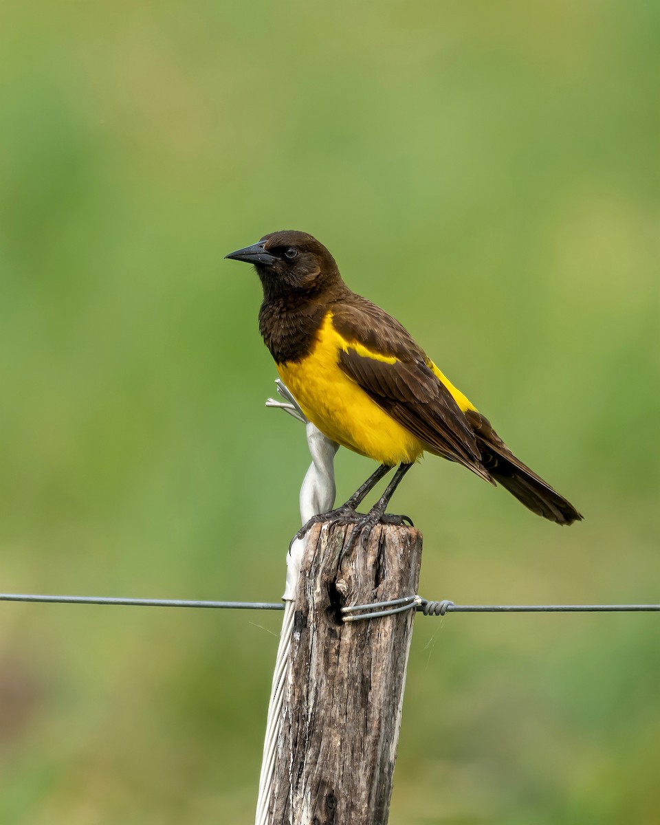 Yellow-rumped Marshbird - ML396831691