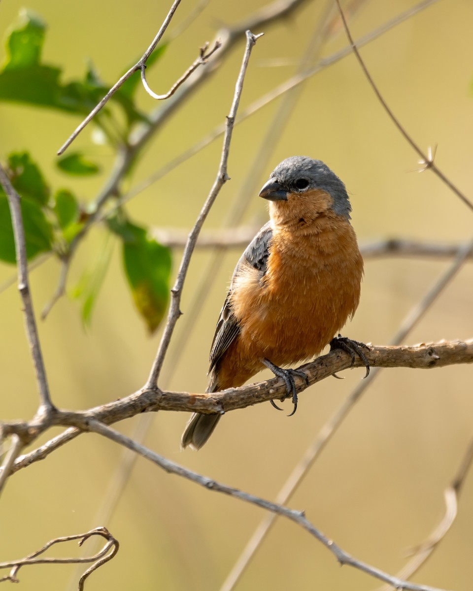 Tawny-bellied Seedeater - Carlos Rossello