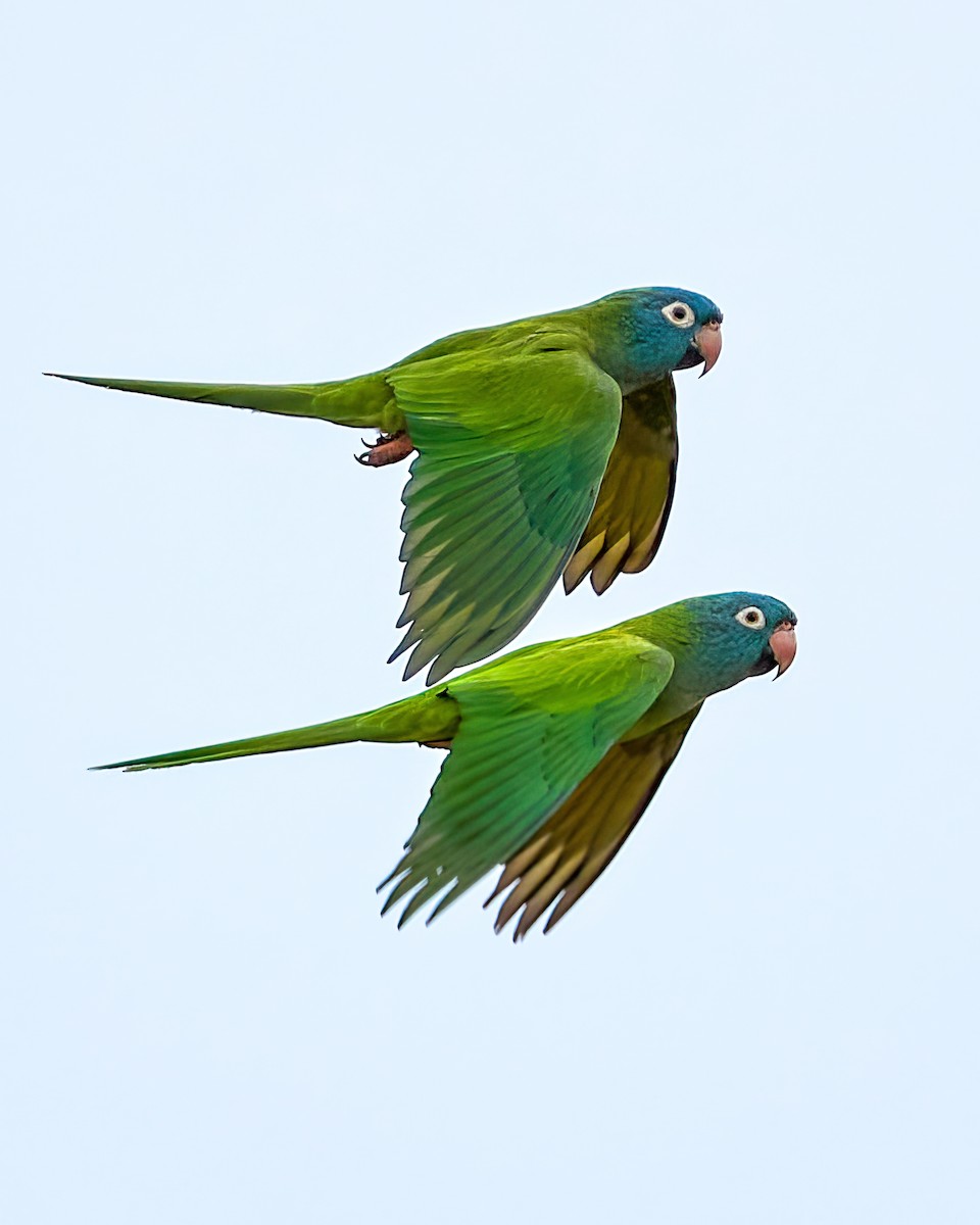 Blue-crowned Parakeet - Carlos Rossello