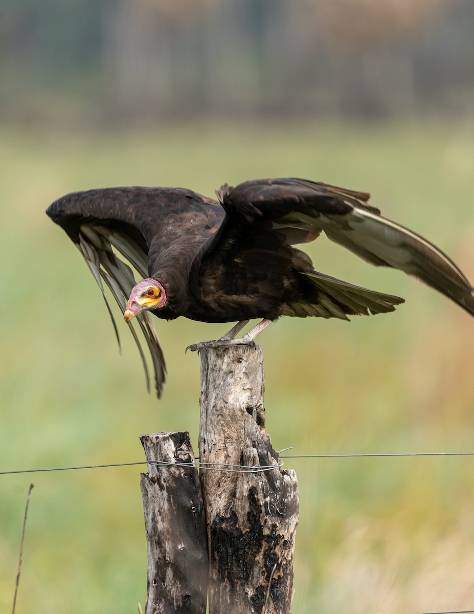 Lesser Yellow-headed Vulture - Carlos Rossello