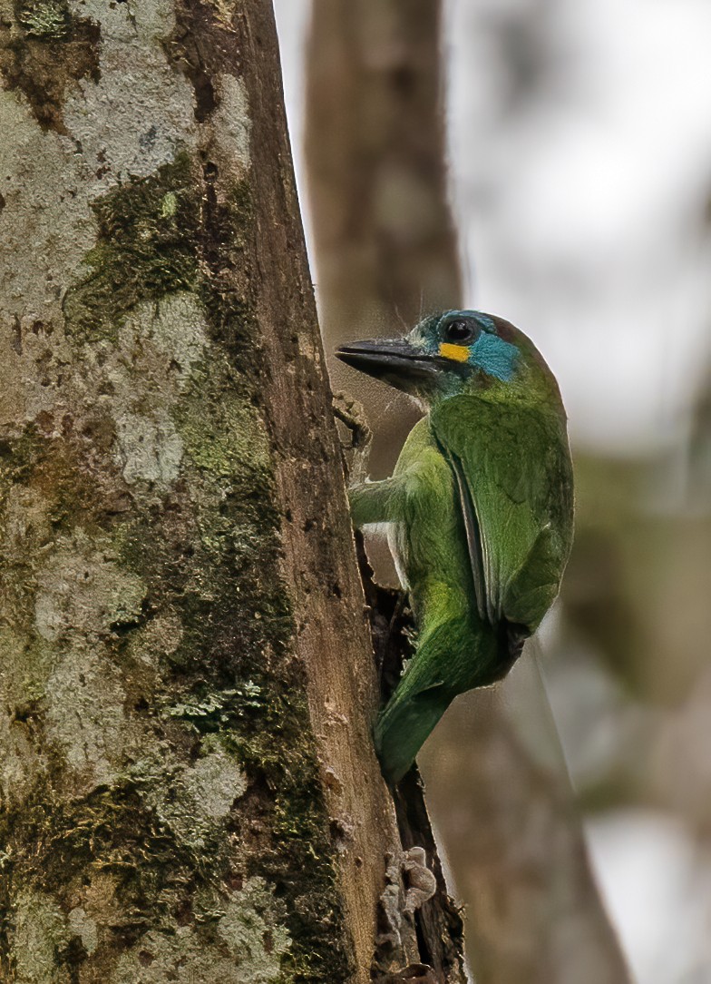 Bornean Barbet - Dave Bakewell