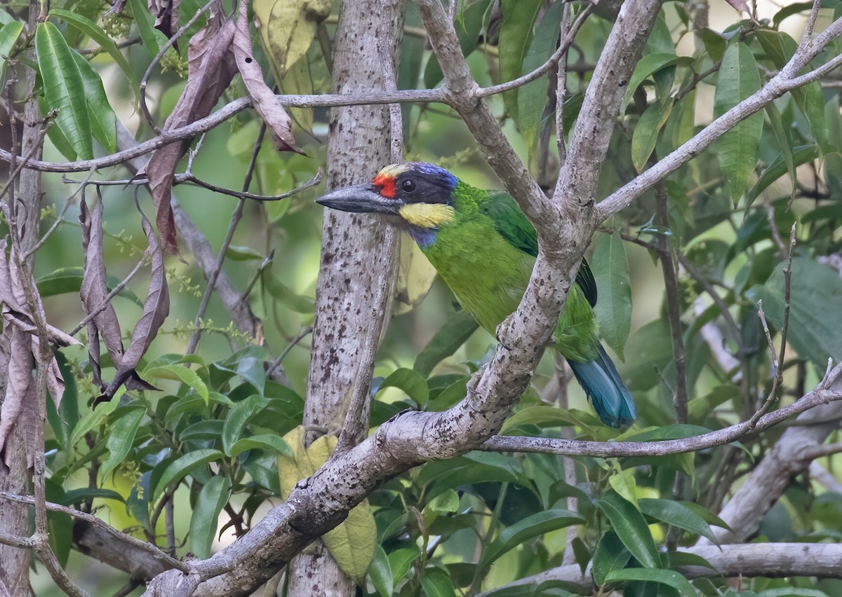 Gold-whiskered Barbet (Gold-faced) - Dave Bakewell