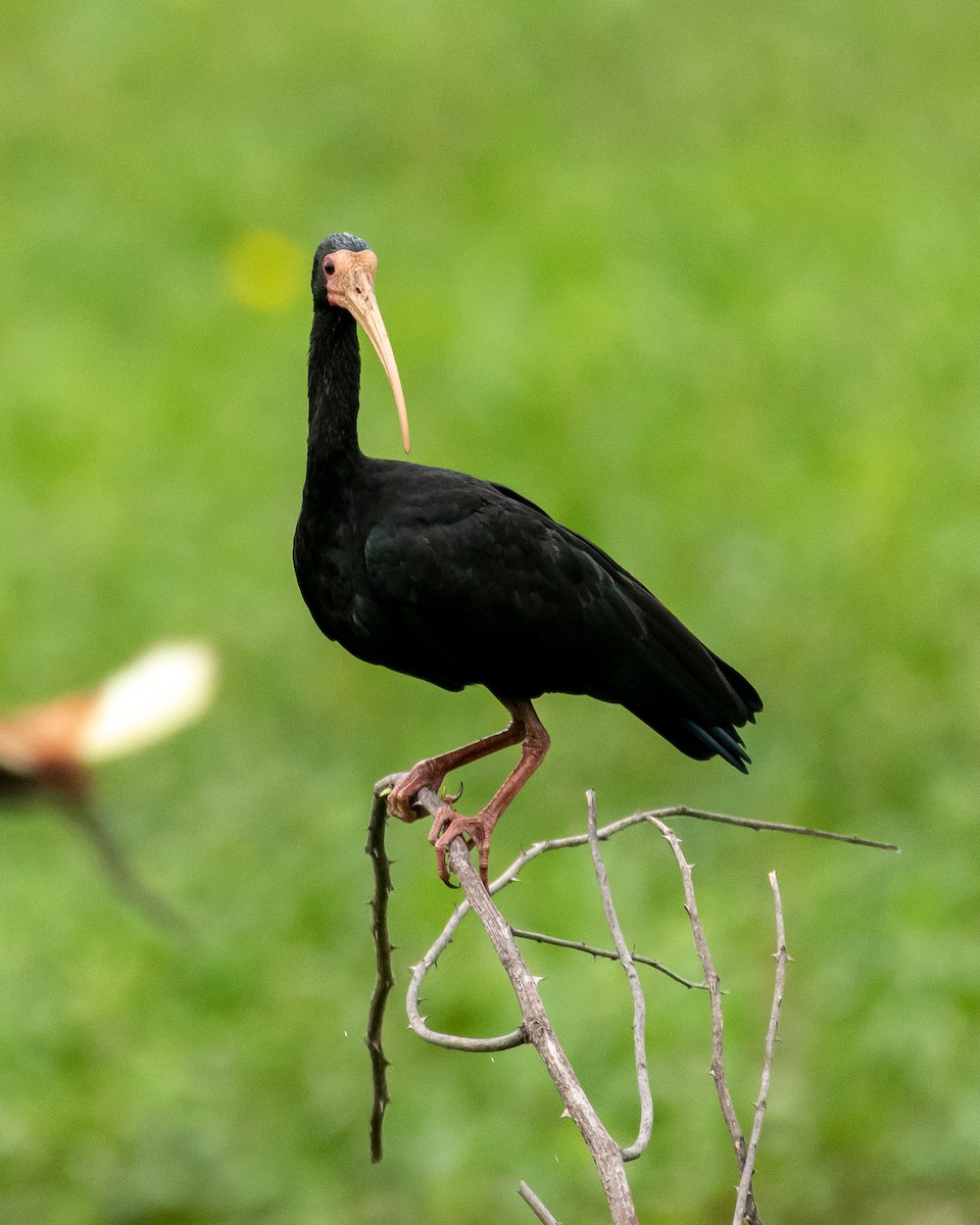 Ibis à face nue - ML396838311