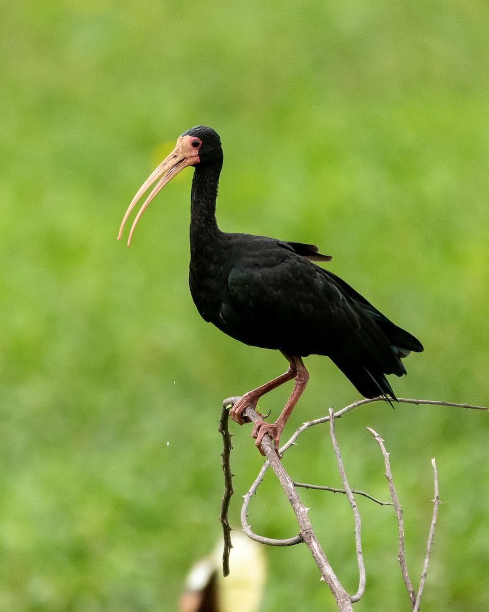 Bare-faced Ibis - Carlos Rossello