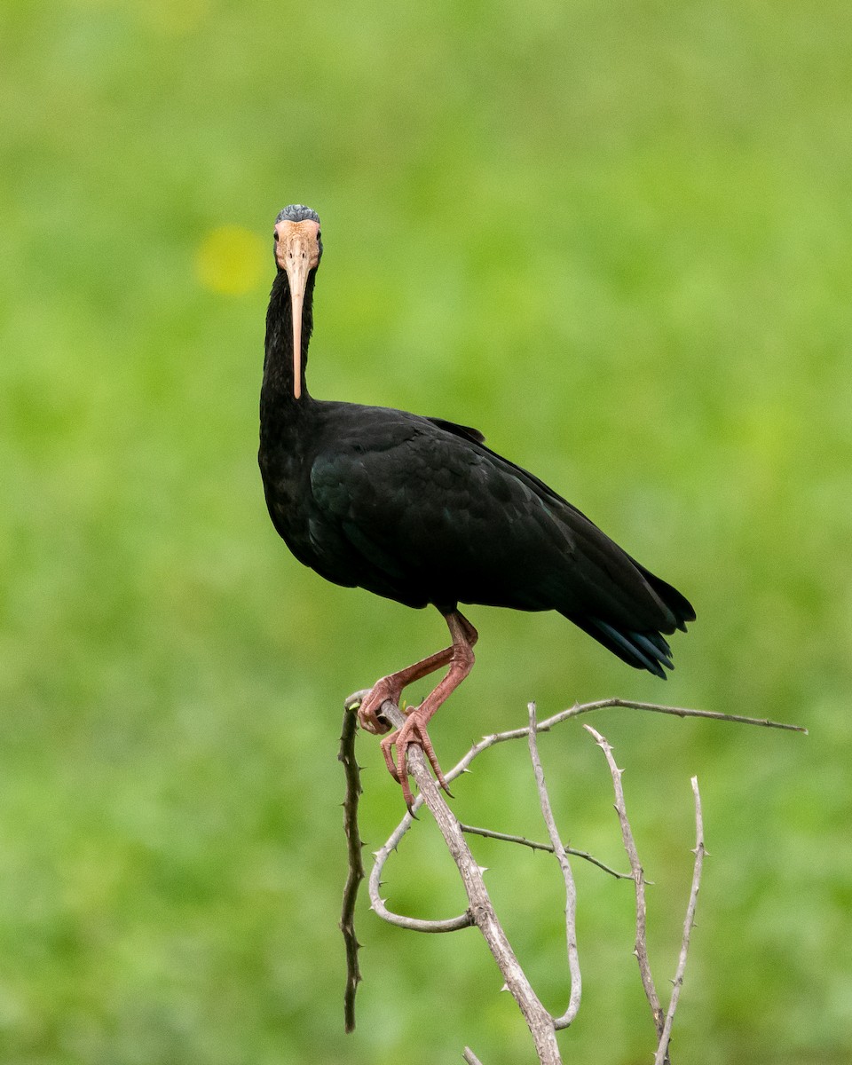 rødmaskeibis - ML396838331