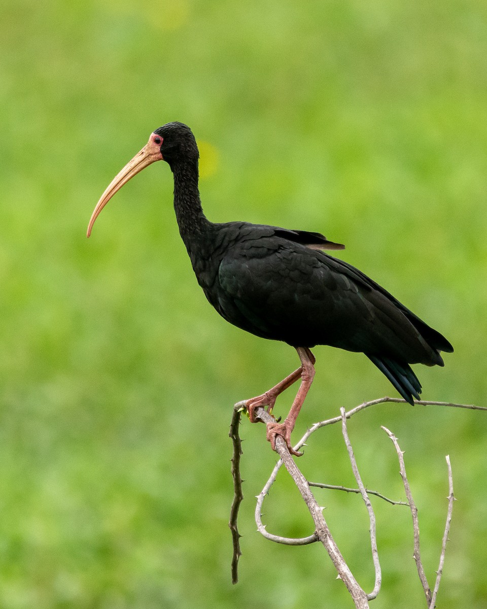 Bare-faced Ibis - ML396838341