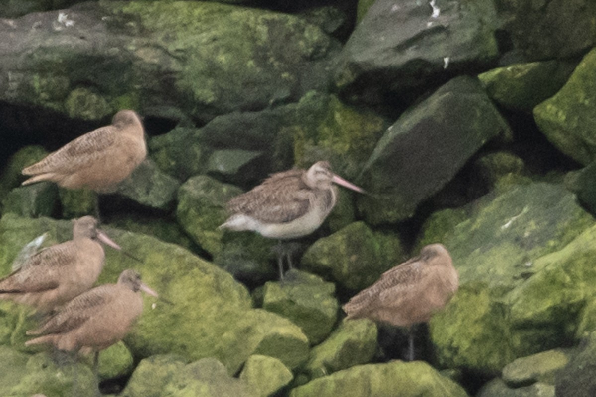 Bar-tailed Godwit - ML396838561