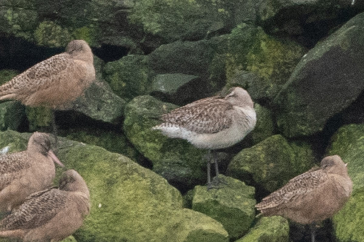 Bar-tailed Godwit - ML396838571