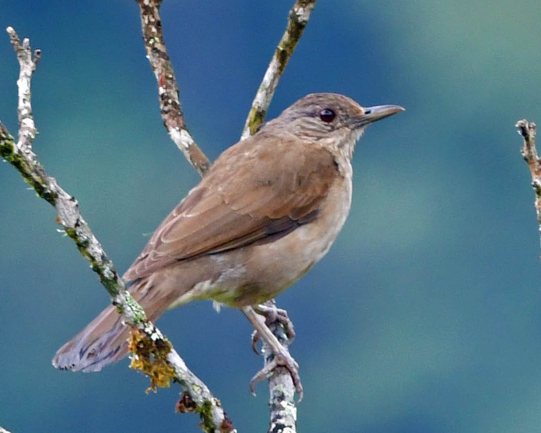 Pale-breasted Thrush - ML396839021