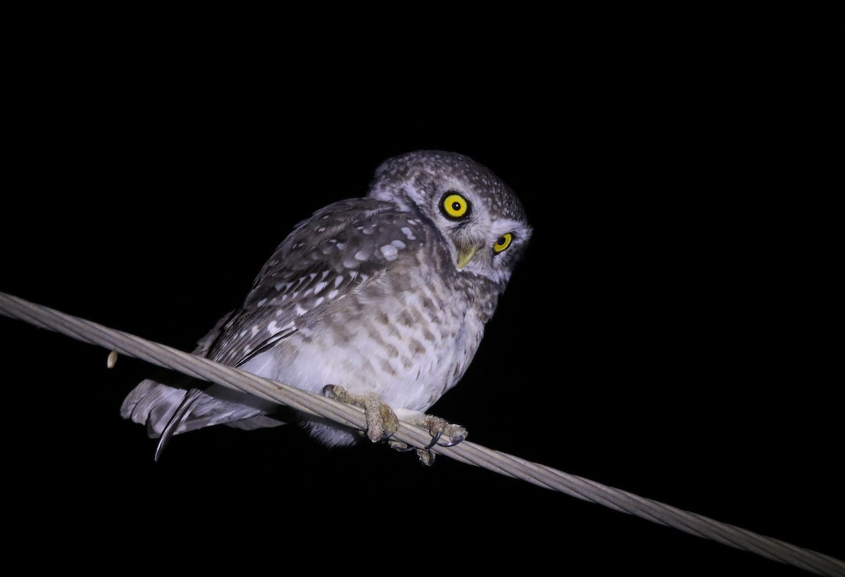 Spotted Owlet - ML396839241