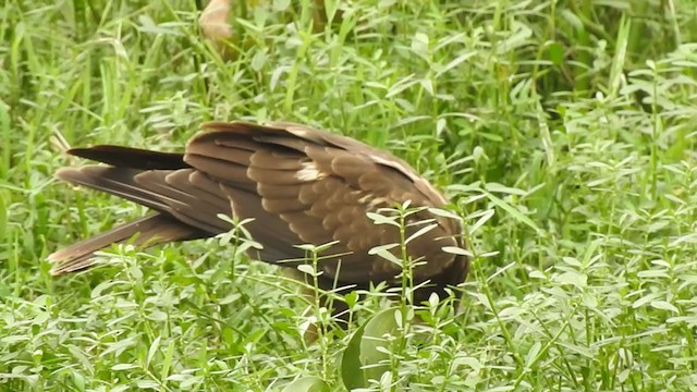 Western Marsh Harrier - ML396839631