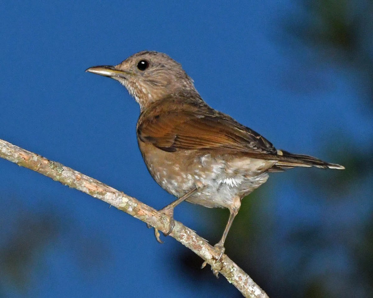 Pale-breasted Thrush - ML396840241