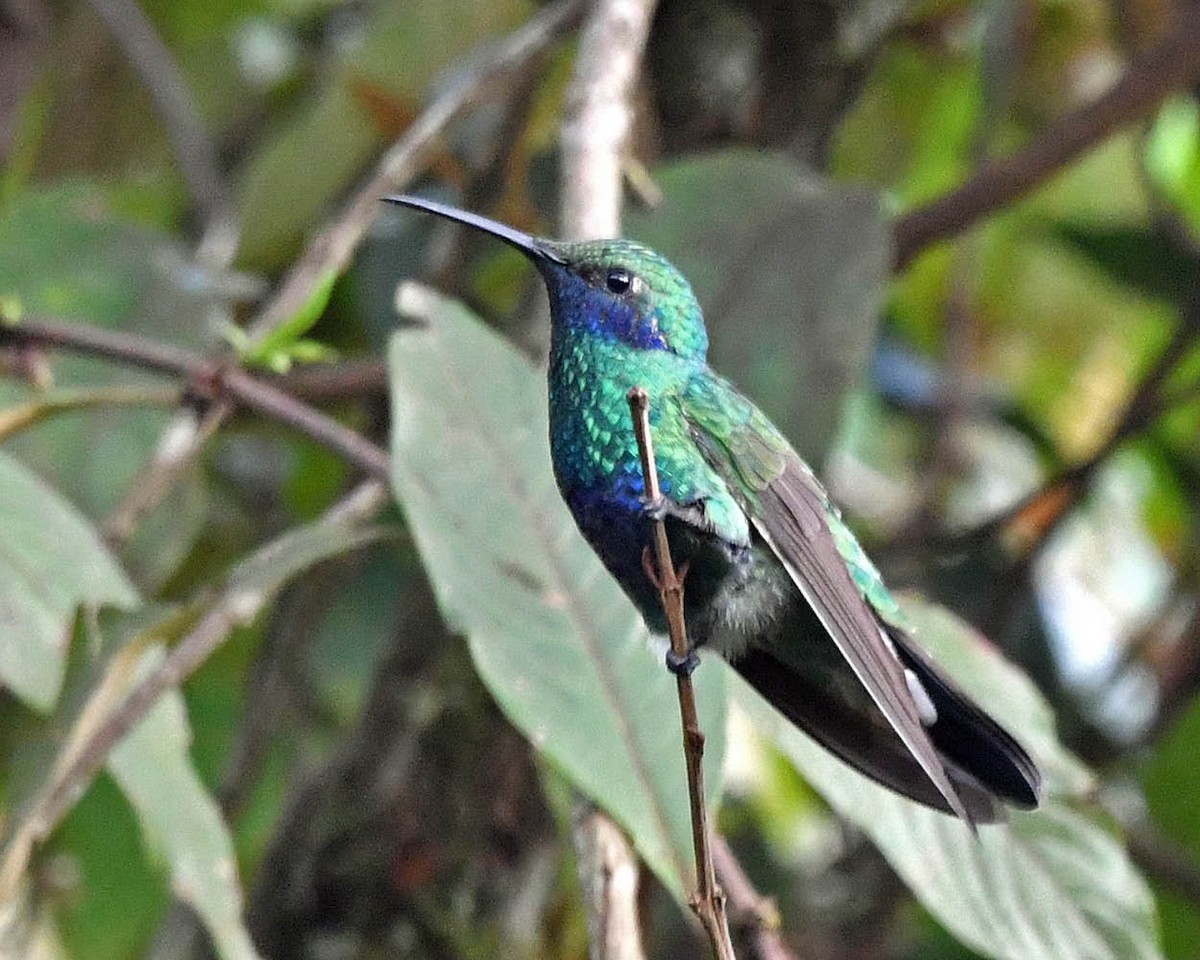 Sparkling Violetear - Tini & Jacob Wijpkema