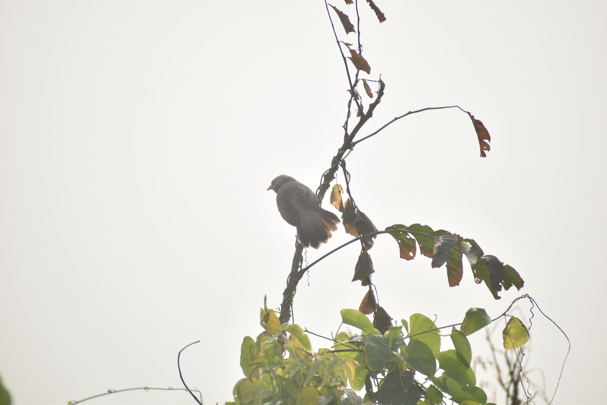 Yellow-billed Babbler - ML396841151