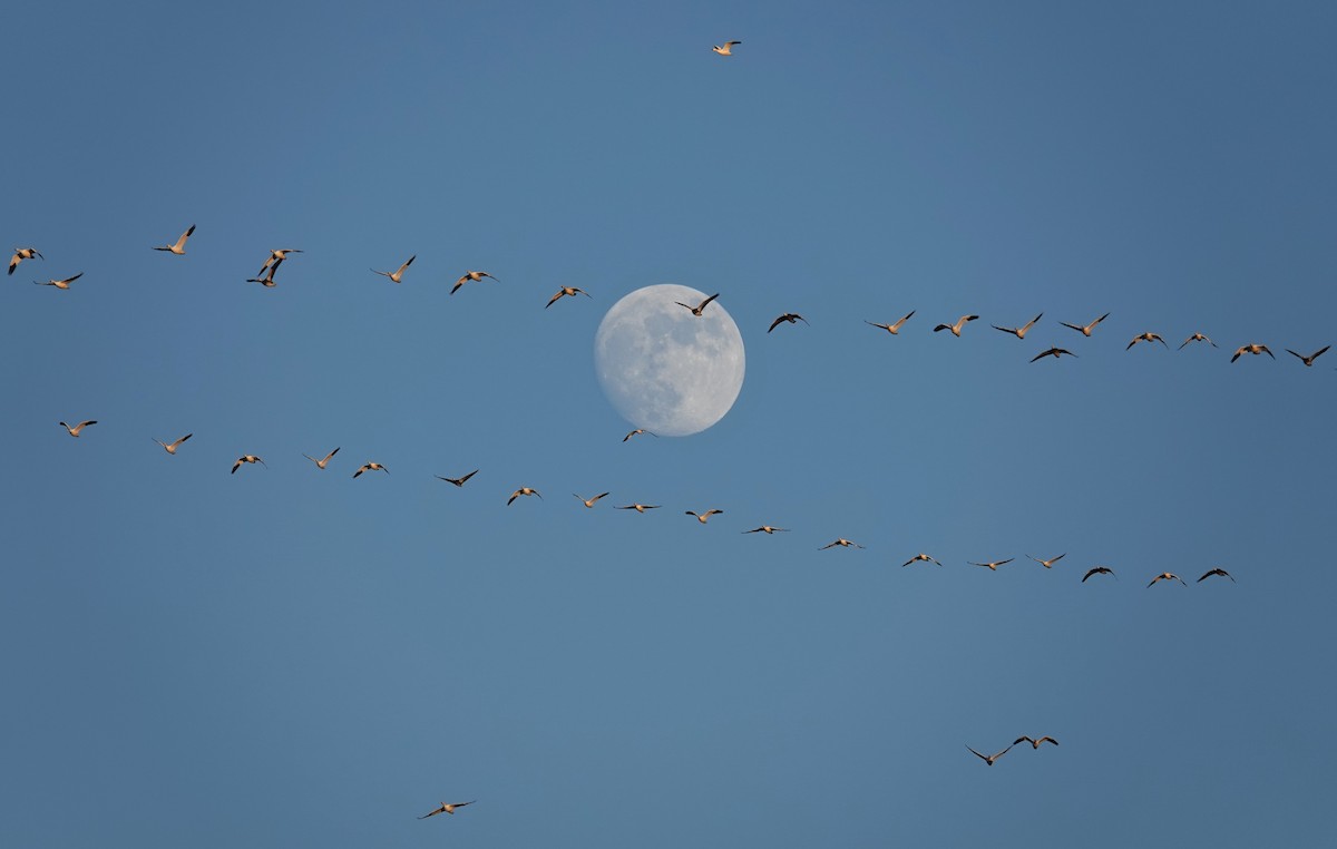 Snow Goose - Mark Robbins