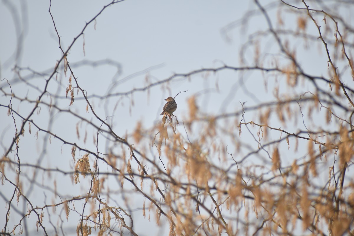 Jerdon's Bushlark - ML396842261