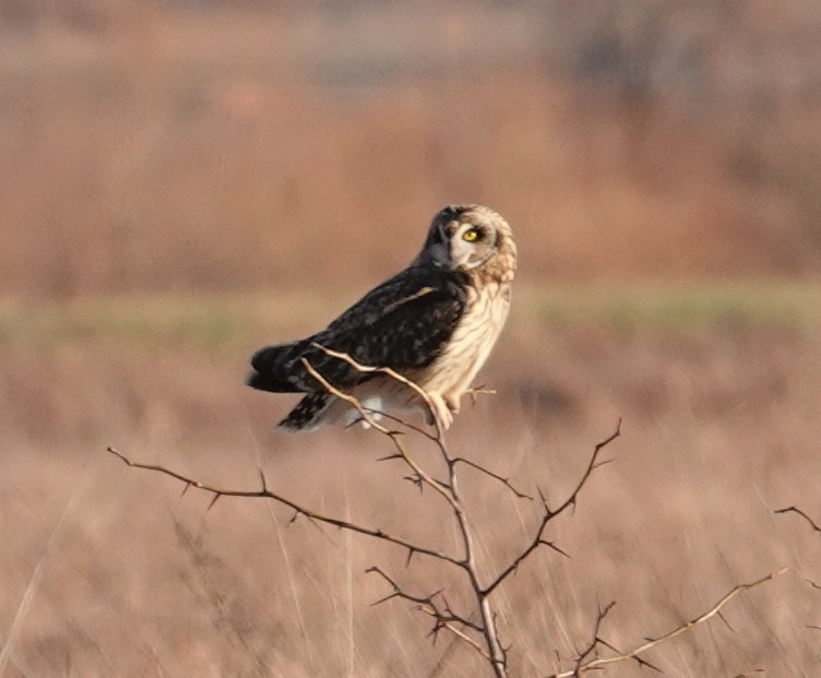 Short-eared Owl - Mark Robbins