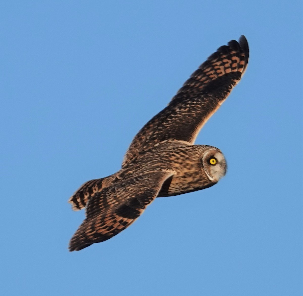 Short-eared Owl - Mark Robbins