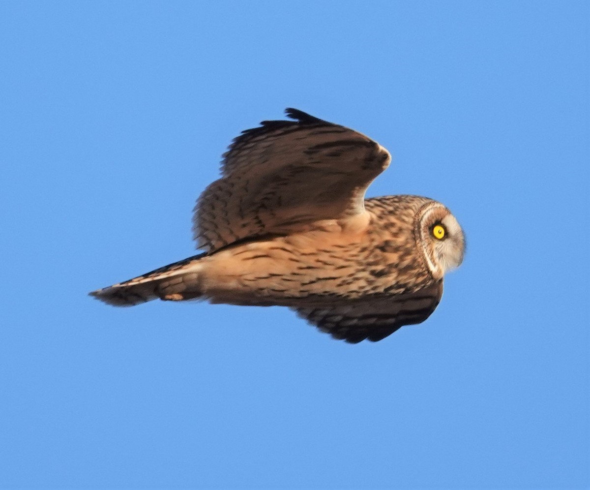 Short-eared Owl - Mark Robbins