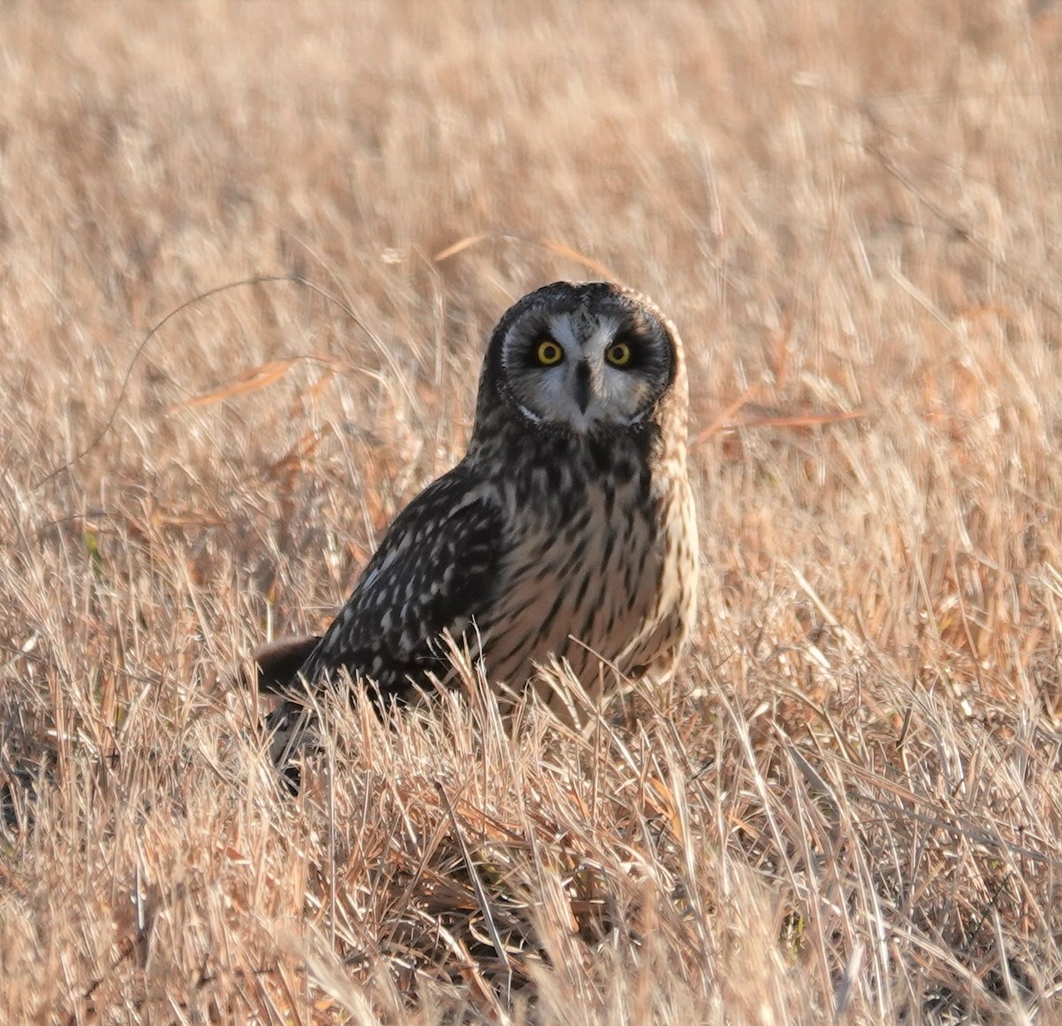 Short-eared Owl - Mark Robbins