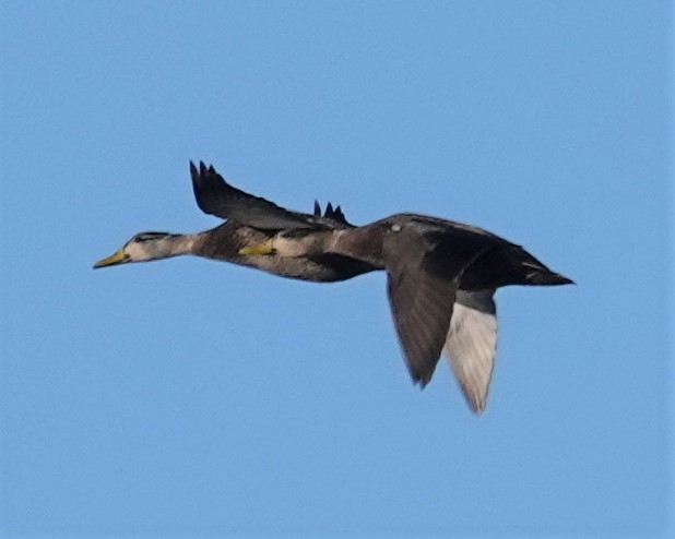 American Black Duck - ML396843531