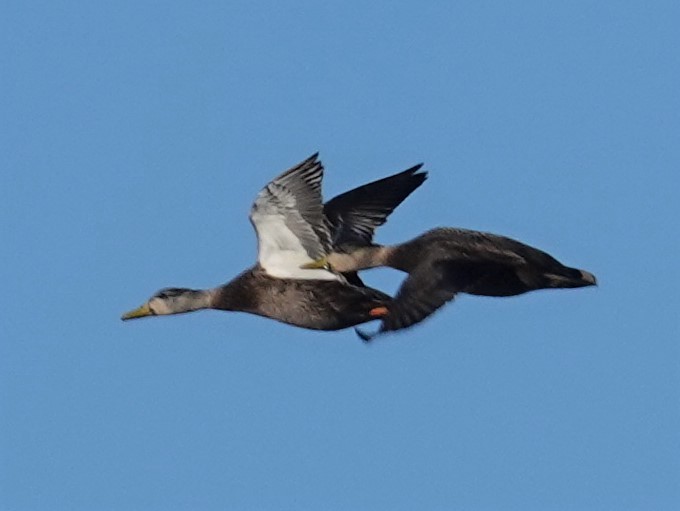 American Black Duck - ML396843541