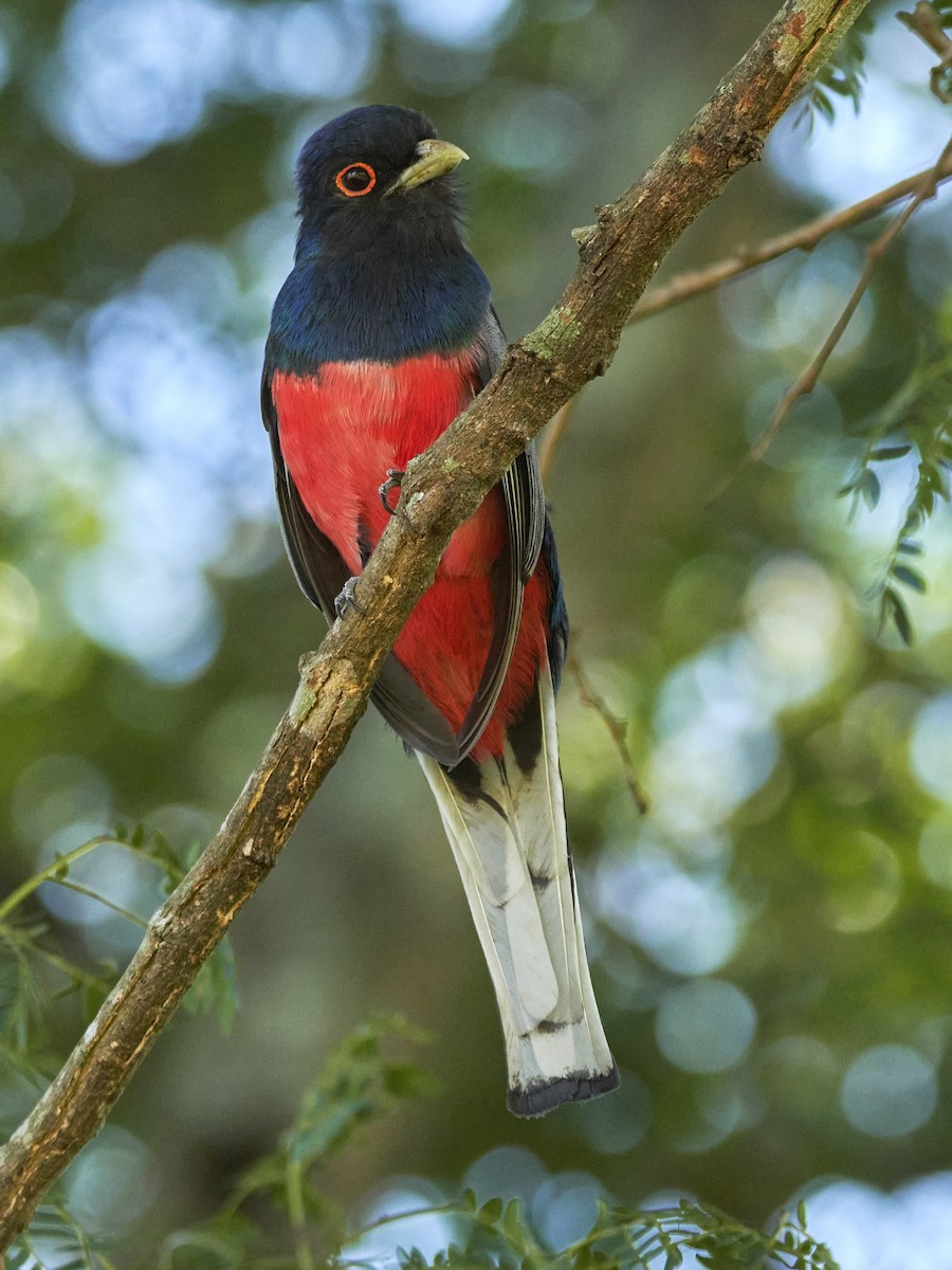 Trogon surucua - ML396844061