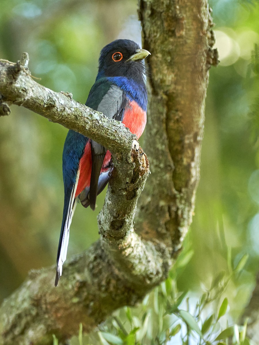 Surucua Trogon - ML396844091