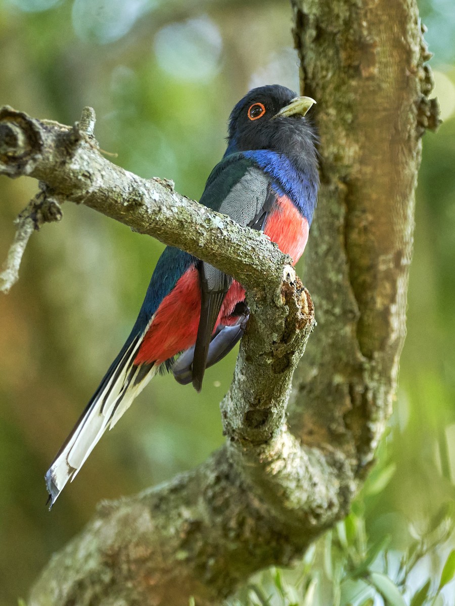 Trogon surucua - ML396844101