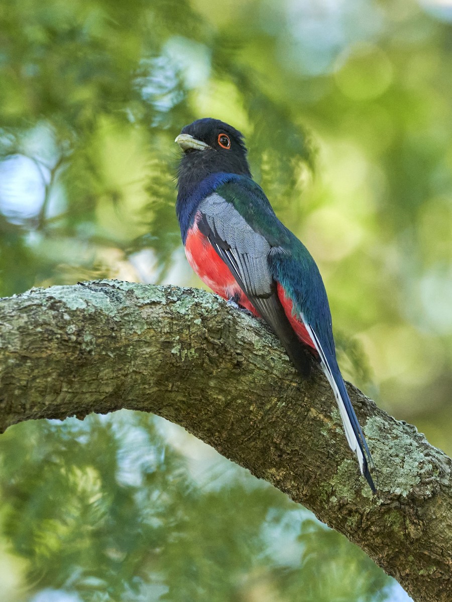 Trogon surucua - ML396844111