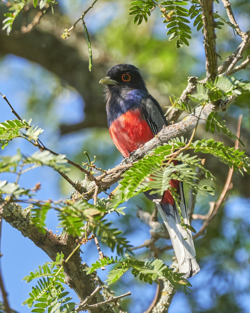 Surucua Trogon - ML396844141