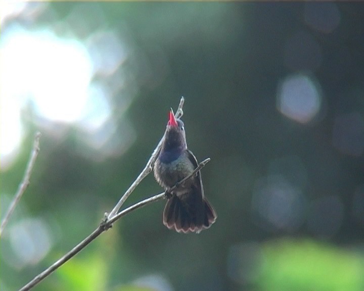 kolibřík bělobradý - ML396844661