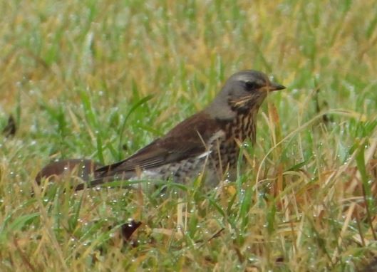 Fieldfare - ML396845121