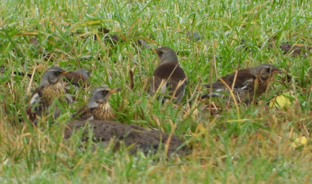 Fieldfare - ML396845141