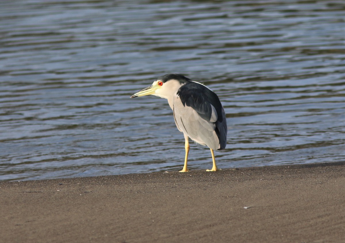 Black-crowned Night Heron (American) - ML396845791