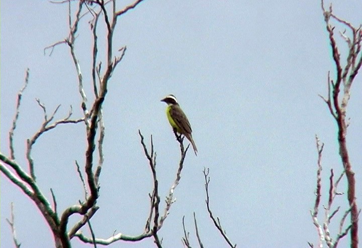 Social Flycatcher (Social) - Josep del Hoyo