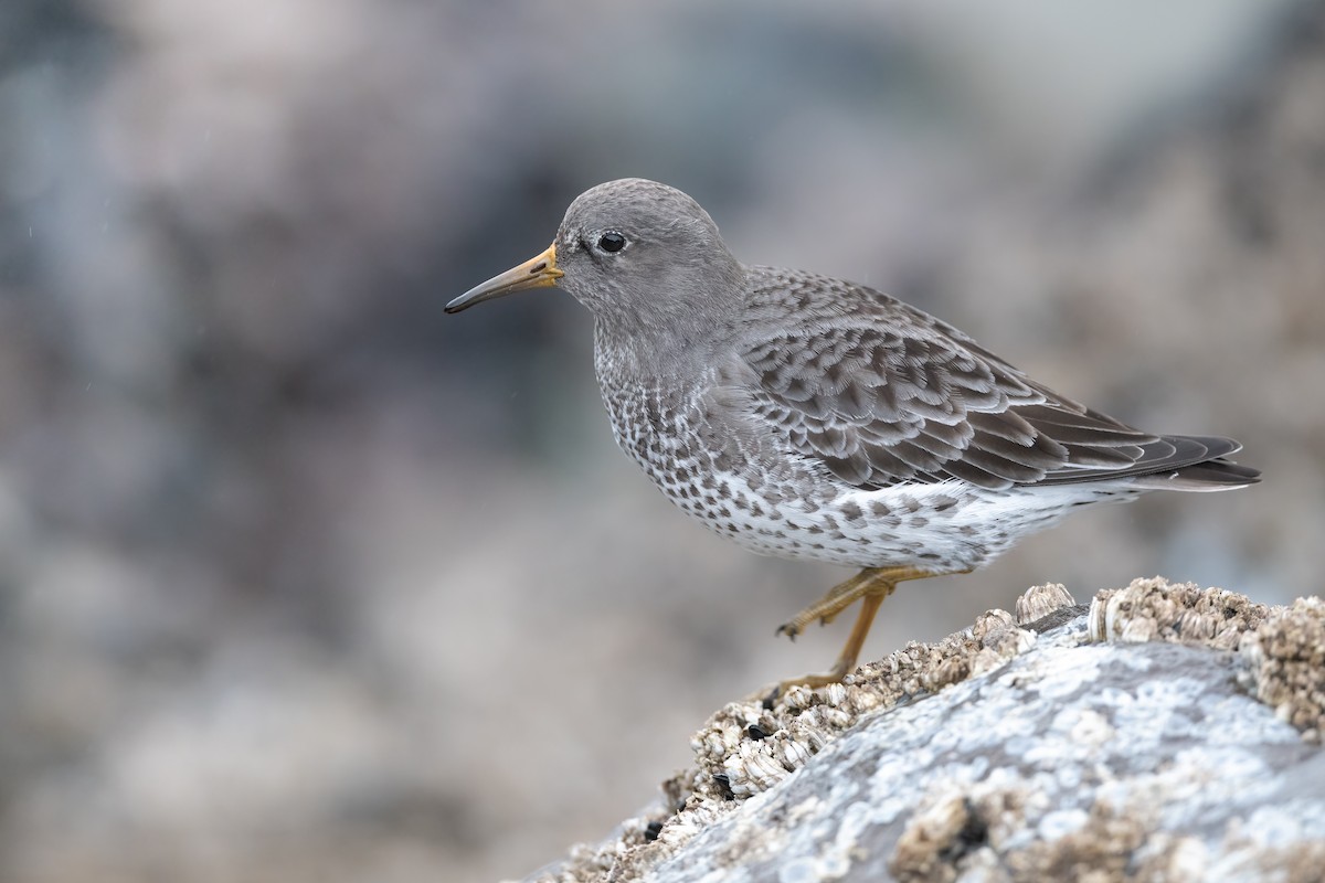 Rock Sandpiper - ML396846591