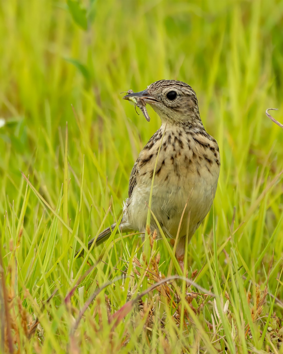 Yellowish Pipit - ML396847481