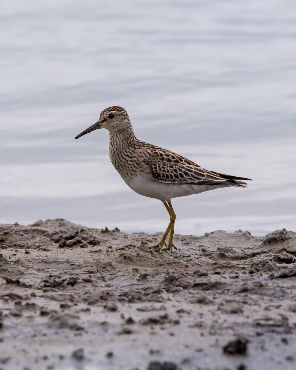 Graubrust-Strandläufer - ML396847941