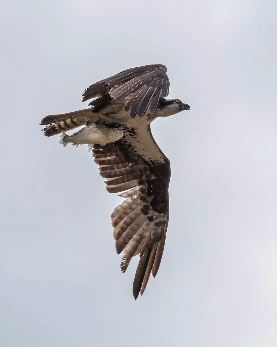 Osprey - Carlos Rossello