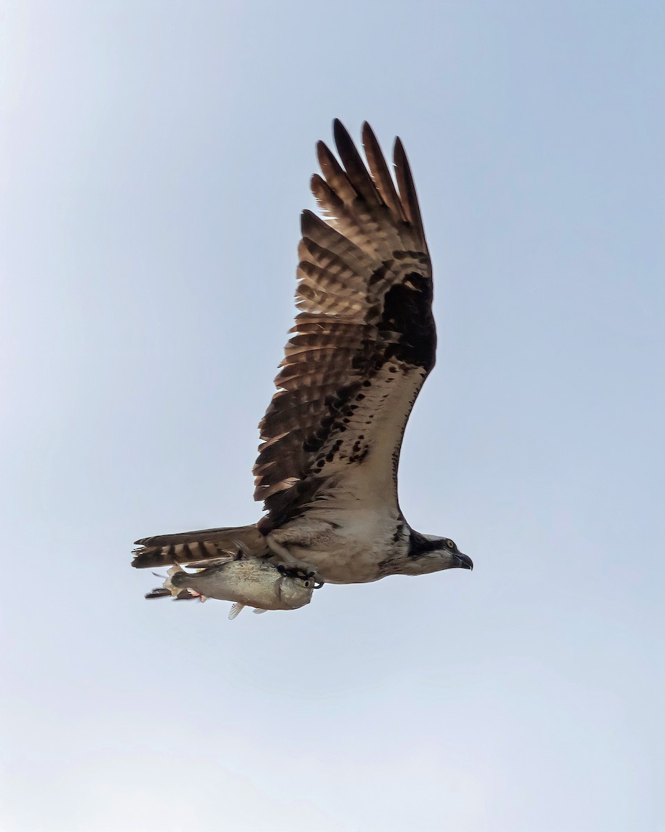 Osprey - Carlos Rossello