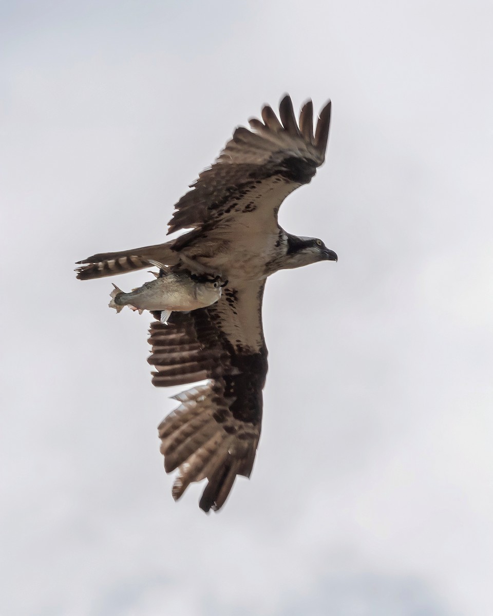 Osprey - Carlos Rossello