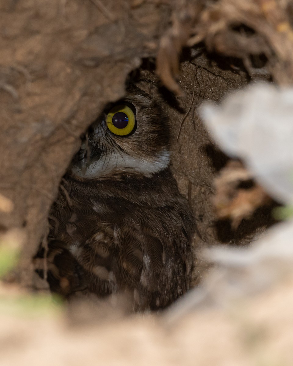 Burrowing Owl - Carlos Rossello